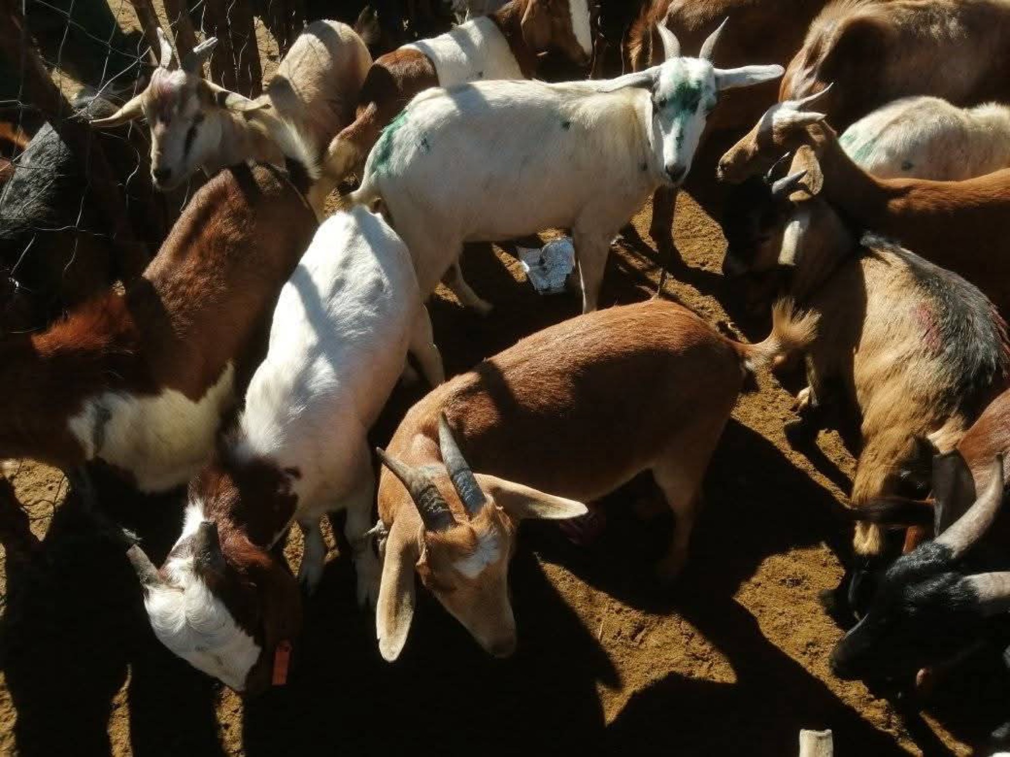 Goat Farming
